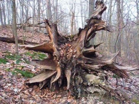 Root cluster of fallen tree. Approx. 1 mile west of Brandywine Falls.